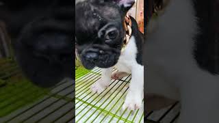 ivdd dog french bulldog cute fypシ゚viral [upl. by Silas]