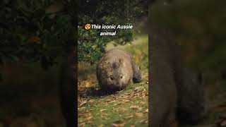 Wombat ♥️🇭🇲This iconic Aussie animal wombat wombats cuteanimals wildlife australiananimals [upl. by Trilby347]