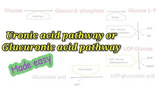 Uronic acid pathway made easy How to remember Glucuronic acid pathway easily biochemistry [upl. by Yentroc]