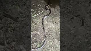 Pakistani Common Krait snake  Most Venomous [upl. by Oconnor]