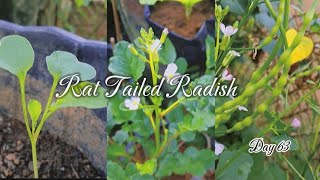 How to grow​ rat tailed radish🌱  ปลูกผักหูด🌱🌱 [upl. by Zelig]