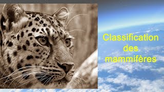 Classification des mammifères [upl. by Rydder]