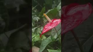 Best Anthurium Care Tips for a Thriving Plant [upl. by Irehs]