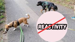 WHY Your Dog Is STILL Reactive  Common Mistakes and How To Fix Them [upl. by Nnyleuqcaj684]