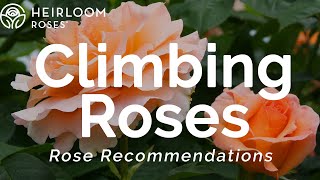 Climbing Roses  Rose Recommendations [upl. by Reiners]