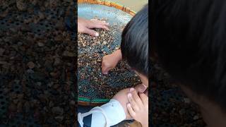 naturalgems gemstones experiment naturalamethyst minerals satisfying gemsandminerals [upl. by Kevon]