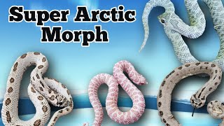 The Super Arctic Morph and Gene Combinations in Hognose Snakes [upl. by Dorion77]