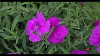 Œillet de Chine  Dianthus chinensis [upl. by Varian]