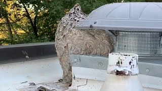 How To Remove A Large Bald Faced Hornet Nest [upl. by Wilinski]