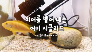 치어를 뱉어내는 어미 시클리드  Malawi Cichlid Breeding Ep3 [upl. by Bravar]