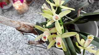 CUIDADOS de una orquidea CATTLEYA luteola [upl. by Neveda836]