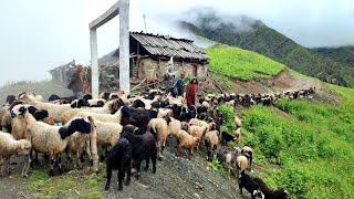 Nomadic Shepherd Cooking and Eating  Life With A Nepali Shepherd Dog  Primitive Rural Village [upl. by Enileve43]