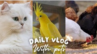 My daily vlog with my pets [upl. by Nnov]