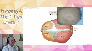 AampP 1 PHYL 141  Skeleton  Axial Skeleton  Cranial Bones amp Sutures [upl. by Chalmers]