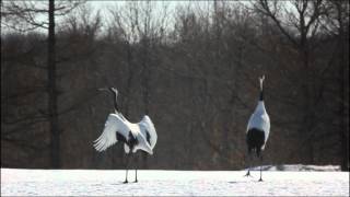 Red Crowned Crane2 [upl. by Ymerrej295]