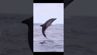 Orcas Attack Dolphins hitechinfo orca dolphin [upl. by Yentruocal186]