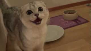 Scottish fold kitten meowing for food [upl. by Alliehs]