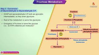 Fructose Metabolism  Animation [upl. by Slade]