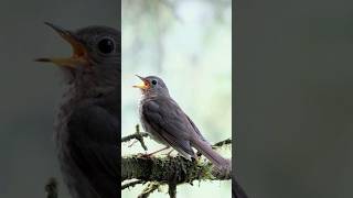 Hear the Mystical Song of Swainsons Thrush [upl. by Pravit947]