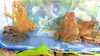 Hunt for poisonous frogs🇮🇩that live in Asia and cute earth frogs [upl. by Ahcirt]