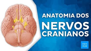 Nervos cranianos funções ramos e trajetos  Anatomia Humana  Kenhub [upl. by Oninrutas419]