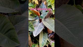 Secret of healthy leaves plants gardeningaesthetics wintercare [upl. by Aibun58]