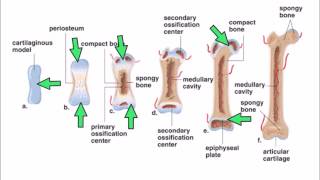 6 Ossification [upl. by Anaiuq]