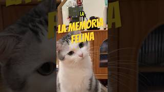 Memoria Felina  ¿Cómo Funciona en Realidad 🧠🐱 [upl. by Rida597]