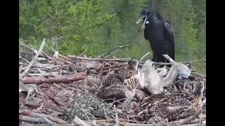 WARNING graphic attack on Satakunta Osprey Nest 1 raven kills a chick fox kills Alma 25 Jun 2021 [upl. by Akemot]