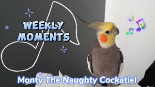 Monty The Naughty Cockatiels weekly moments ❤️❤️part 83❤️❤️ A super talented cockatiel [upl. by Ecirtnahc605]