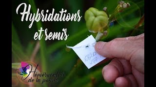 Hybridations et semis [upl. by Lednek]