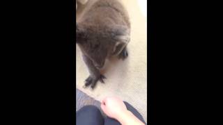 Curious Koala Walks Into House [upl. by Ranna]