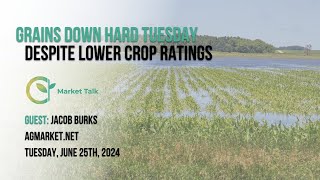 Grains Lower Tuesday Despite Lower Crop Ratings [upl. by Asilim]