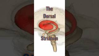 Dorsal Striatum neuroanatomy brainanatomy brainpart caudatenucleus putamen basalganglia [upl. by Maxentia]