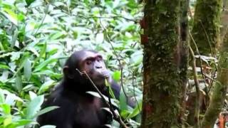 Chimp Vocalizations [upl. by Johnathan647]