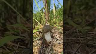 Subhan Allah l Mushroom l shorts​ ytshorts​ Phallus​ Duplicatus phallus​ [upl. by Rasmussen]