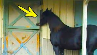 Horse Does Something Very Shocking at Night Until A Camera Captures THIS [upl. by Ainessej]