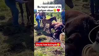 Toycha lekin onadini yonidan ketmagansevishganlarsuhbati sarvar horse [upl. by Gnap115]