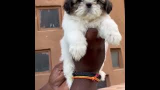 heavy hed and hair quality sitzu puppies female and male puppies avilable in cheap price [upl. by Calhoun]