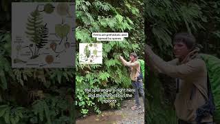 Hiking Redwood National Park’s Fern Canyon During A Storm  The Tallest Trees In The World [upl. by Hortensa364]