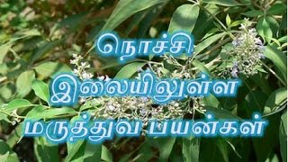 நொச்சி இலையிலுள்ள மருத்துவ பயன்கள் NOCHI LEAVES [upl. by Sousa70]