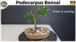 Podocarpus Bonsai  from cutting [upl. by Chilt]