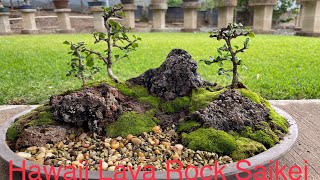 Hawaii Lava Rock Saikei Tutorial  Penjing [upl. by Ralina]