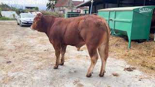 VENTE DE TAUREAUX LIMOUSINS [upl. by Yelak942]