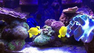 How I Keep Many Tangs in a Relatively Small Tank  AmericanReef ReefKeeping Video [upl. by Gillman]