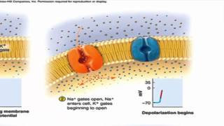 The Nerve Impulse successive action potentials traveling down an axon [upl. by Gide]