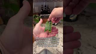 EASY Snake Plant Propagation plants houseplants [upl. by Aitnom]