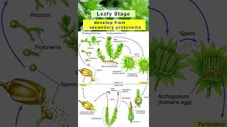 Mosses  Characteristics Species Life Cycle amp Reproduction  Bryophytes  Class11  Adhyayanta [upl. by Alag536]