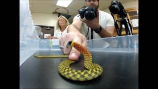 A poisonous and venomous snake defensive behaviors of Rhabdophis [upl. by Petulah683]