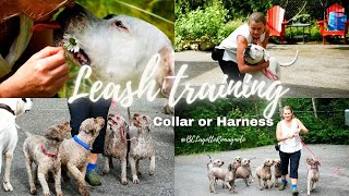 Leash training tips [upl. by Hsitirb]